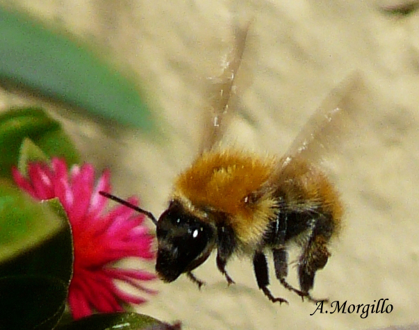 Bombus pascuorum